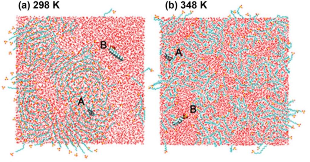 Tenzidoldat határrétegének szerkezete 7 nm 2 /SDS molekula 0,52 nm 2 /SDS molekula