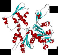 adenozin nukleotid (ATP vagy ADP)" Szubdomének (4)" nukleotid" 4 2 3 1 Aktin polimer