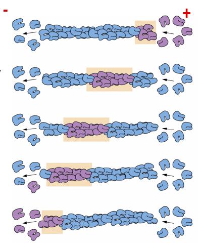 µm, in vivo 1-2 µm! Jobbmenetes dupla helix!