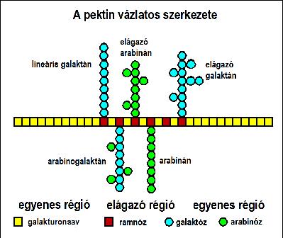 metilésztere: enzim a galaktóz térállású glikozidos kötését hidrolizálja.