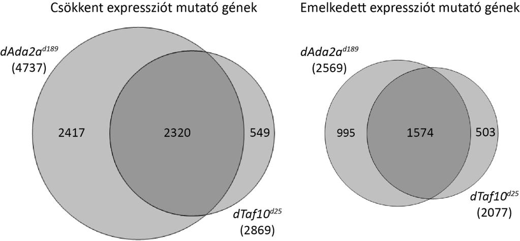 4.4. dtaf10 és dtaf10b fehérjéket nem tartalmazó Drosophilák génexpressziós változásainak összehasonlítása a dada2a d189 (datac) mutánsokban tapasztalt transzkripciós változásokkal Microarray