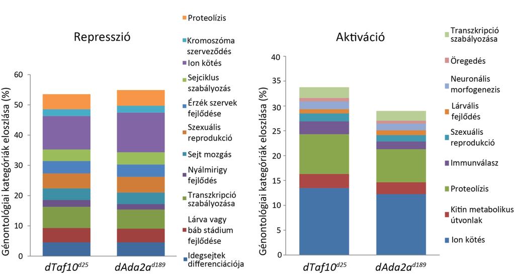 15. ábra: dtaf10 és dada2a hiányában kialakuló expressziós változások génontológiai csoportosításának százalékos eloszlása.