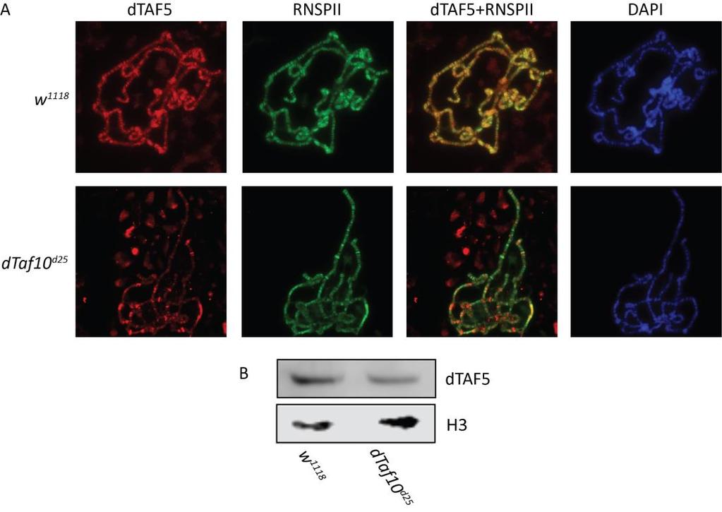 kötődésére. A dtaf5 fehérje szintjének csökkenése a politén kromoszómákon azért is bekövetkezhet, mert dtaf10/dtaf10b hiányában a TFIID destabilizálódik és a komplex tagjai degradálódnak.