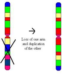[1] The chromosome consists of two copies of either the long (q) arm or the