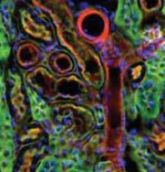 technológia Immunfluoreszcencia Fluoreszcencia-aktivált sejt válogatás (FACS)