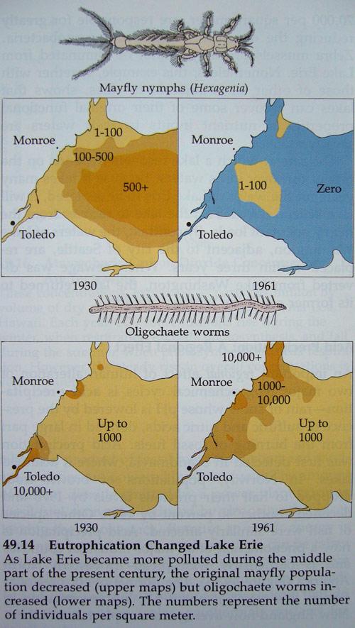 Eutrofizáció -Vizekben a fotoszintézis általában a foszfortartalom által limitált -Baktériumok, zöldalgák, majd kékbaktériumok -Oxigénhiány -Erie-tó: 15 millió ember, 250 milliárd