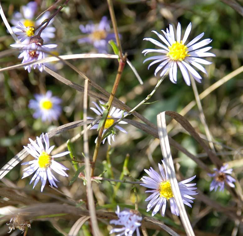 Limonium