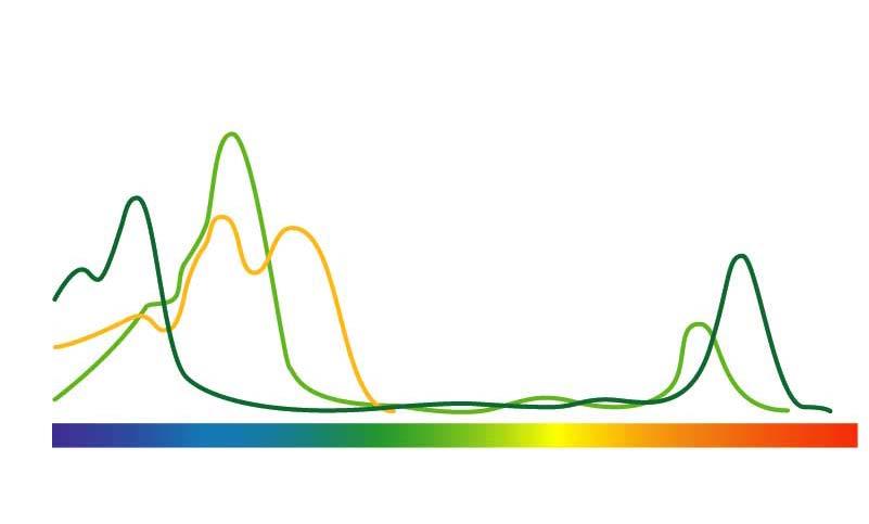 Különböző pigmentek elnyelési tartománya klorofill-a