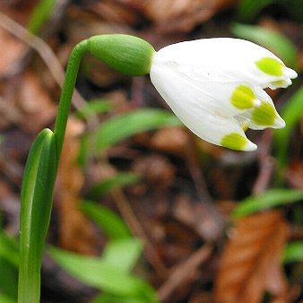 Leucojum