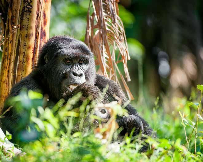 Uganda Egyéni Angol MURCHISON FALLS KIBALE QUEEN ELISABETH BWINDI KAMPALA ENTEBBE 1. nap Budapest Entebbe Elutazás menetrend szerinti repülőjáratokkal, átszállásokkal Közép-Ugandába, Entebbébe.