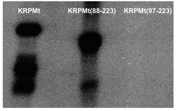 elkészítettük a KRPMt olyan N-terminálisan csonkolt változatait, melyek tartalmazzák (KRPMt88-223), illetve nem tartalmazzák (KRPMt97-223) a 91. pozícióban lévő szerint.