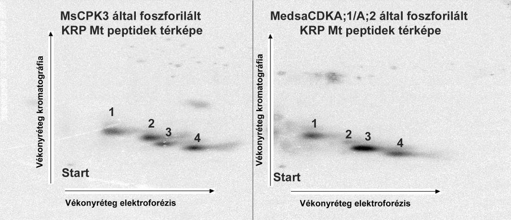 Ezért, remélve, hogy legalább azt sikerül bebizonyítanunk, hogy az MsCDPK és az MsCDKA foszforilációja eltér egymástól foszfo-peptid térképezést végeztünk.