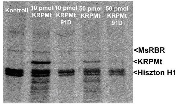 CDKA gátlására, de a szubsztrát specificitására is hatással, van a foszforiláció. (5.ábra) 5. Ábra A MedsaCDKA;1/A;2 kináz Hiszton H1 és MsRBR foszforilációs aktivitásának gátlása. A KRPMt 91.