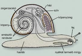 Természetismeret 6. osztály 11 Vizek élővilága forrás:http://en.wikipedia.org/wiki/gastropod_shell#mediaviewer/file:arianta_arbustorum_-_braunau- 1968.