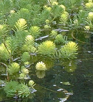 Természetismeret 6. osztály 7 Vizek élővilága 2. óra Vízi növények Emlékeztető A vízinövények részben vagy egészben víz alatt élnek és léteznek közöttük szabadon úszó gyökerűek és legyökerezettek.