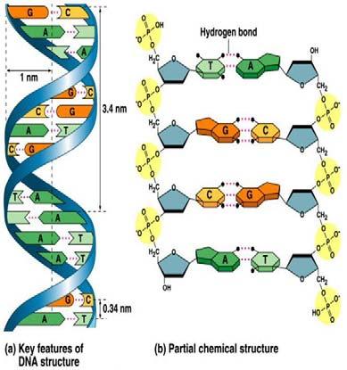 Nukleinsavak DNS Foszfát Bázisok (H híd)