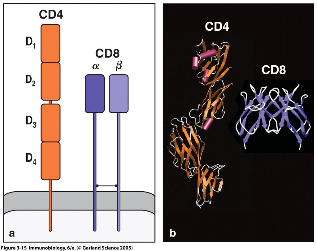 CD4 és CD8