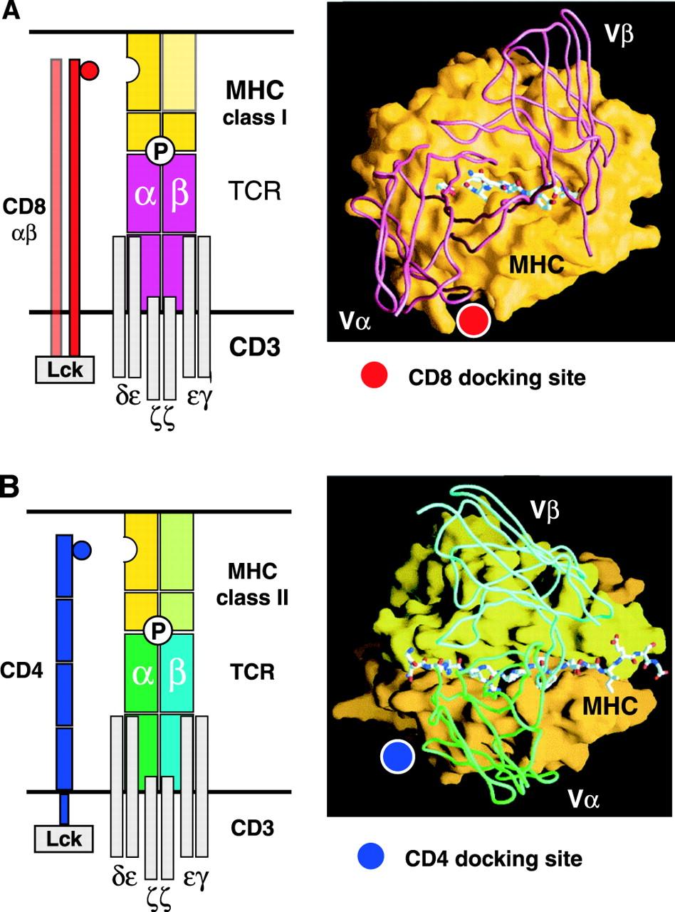 MHC korlátozás α3 β2