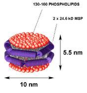 GnRHR-nanodisc minta (L-CF mód) előállítása, célok + Üres nanodisc (Reakcióelegyben) Célfehérje (GnRHR) GnRHR-t tartalmazó nanodisc Funkcionális