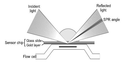 Kötődésvizsgálat: SPR (Biacore) SPR: Surface Plasmon Resonance - Molekulák közötti kapcsolat időbeli megfigyelése - Egyik interakciós partner immobilizálása a chip felszínére, a másik molekula az