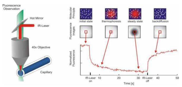 Microscale Thermophoresis - Infravörös lézer: pontos hőmérséklet