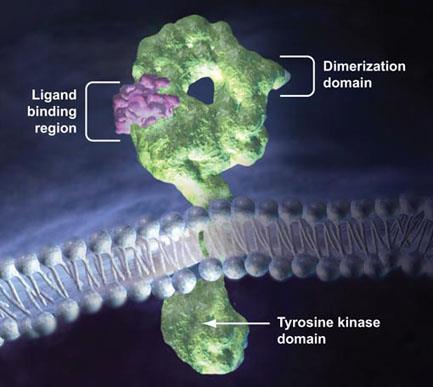 2005. Irányító molekulák: GnRH-származékok http://www.biooncology.