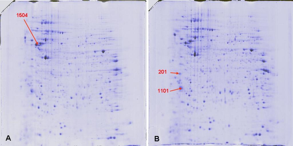 A: Dau B: Dau=Aoa-LTVSPWY-NH 2 Fehérje adatbázisban szereplő neve, eredete és rövidítése Folt száma Proliferating cell nuclear antigen (PCNA) (Cyclin) - Homo sapiens (Human) - [PCNA_HUMAN] 14-3-3