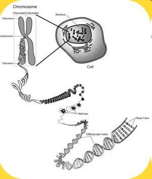 A sejtek DNS állománya a sejtmagban helyezkedik el. A sejt osztódása előtt kromoszómákká tömörödik.