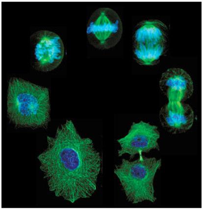 2. Irodalmi áttekintés 2.. A sejtciklus és modelljei A sejtciklus azok az események együttese, amelyek a sejtosztódás kezdetétől (mitózis) a következő sejtosztódásig lejátszódnak.