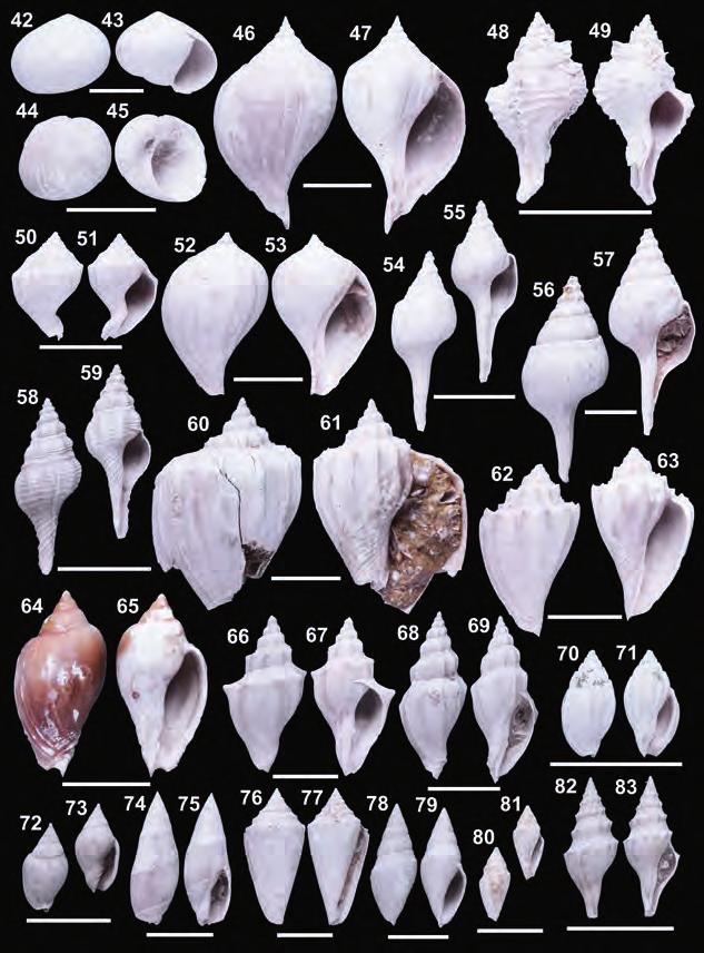 Középső-eocén fauna a Párizsi-medencéből 153 42 83. ábra. Középső-eocén csigák Damery lelőhelyről. Méretarány: 2 cm Fig. 42 83. Middle Eocene gastropods from Damery locality.