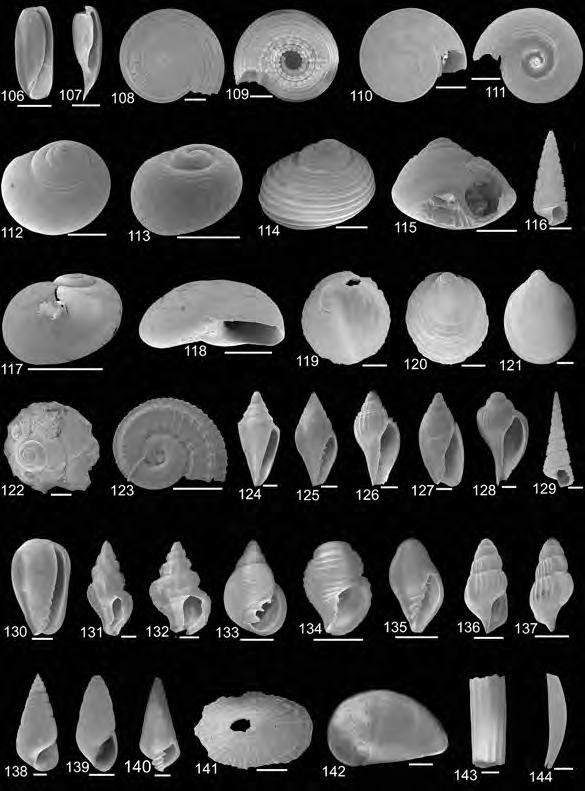 Középső-eocén fauna a Párizsi-medencéből 155 106 144. ábra. Kisméretű középső-eocén csigák és ásólábúak Damery lelőhelyről. Méretarány: 1 mm Fig. 106 144. Small-sized Middle Eocene gastropods and scaphopods from Damery locality.