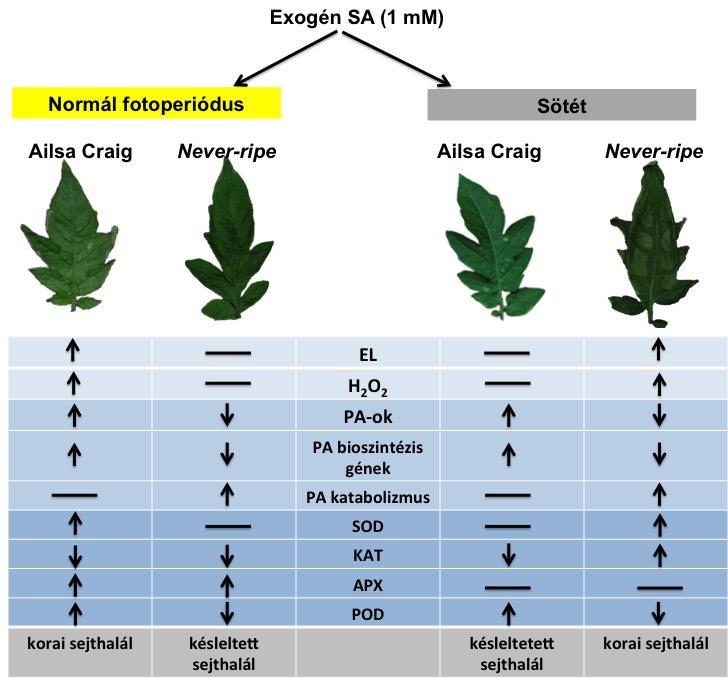 eredmények azt mutatják, hogy az SA-indukálta H2O2 metabolizmusa különböző antioxidáns enzimek által szabályozott a VT és az ET jelátvitelben mutáns paradicsom növényekben, mely szabályozás