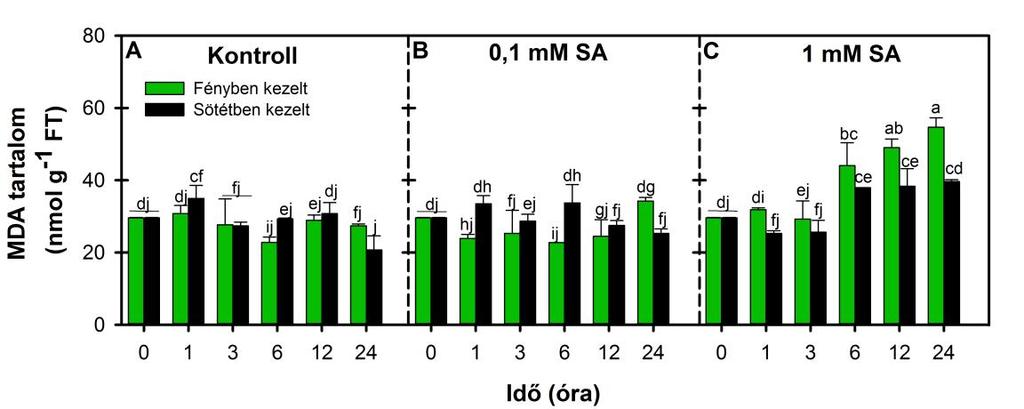 7. ábra: Az MDA tartalom változása VT paradicsom növények leveleiben kontroll körülmények között (A), valamint 24 óráig tartó 0,1 mm (B) és 1 mm (C) SA kezelést követően fényben ( ) és sötétben ( )