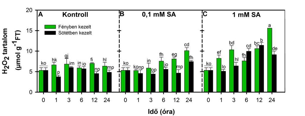 15. ábra: A H 2O 2 tartalom változása (μmol g -1 FT) VT paradicsom növények leveleiben kontroll körülmények között (A), valamint 24 óráig tartó 0,1 mm (B) és 1 mm (C) SA kezelést követően fényben ( )