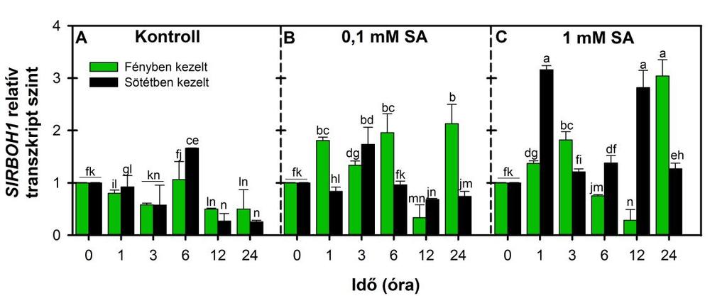 18. ábra: Az apoplasztikus oxidatív robbanásban szerepet játszó NADPH-oxidáz enzimet kódoló gén (SlRBOH1) expressziójának változása VT paradicsom növények leveleiben kontroll körülmények között (A),