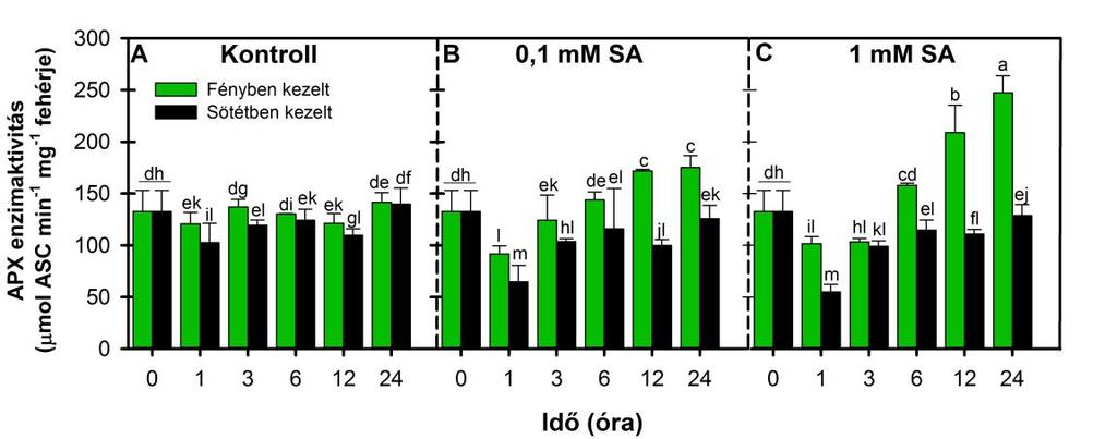 enzim gátlásához volt hasonló (21. ábra B, C). Ugyanakkor az 1 mm SA kezelés hatására szignifikáns aktivitásemelkedést csak fényben tapasztaltunk (23. ábra C).
