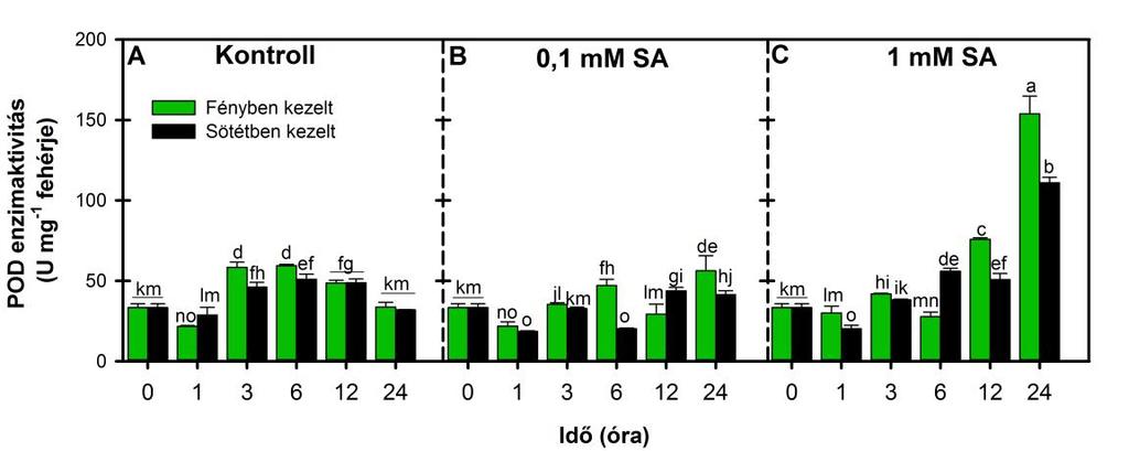 25. ábra: A POD aktivitásának változása (U mg -1 fehérje) VT paradicsom növények leveleiben kontroll körülmények között (A), valamint 24 óráig tartó 0,1 mm (B) és 1 mm (C) SA kezelést követően