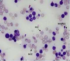 In Vivo Emlős Eritrocita Mikronukleusz Teszt - NMRI BR egerek csontvelői polikromáziás eritrocita - Mikronukleált polikromáziás eritrociták számának emelkedése a kezelt állatokban a kontrollhoz