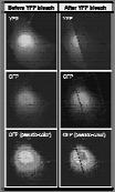 . Therefore FRET makes it possible to measure if two molecules, for example a ligand and a receptor, interact with eachother.