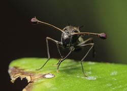 szemnyél hossza mutáció megnöveli a szemnyél hosszát Genetikai