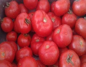 Terméseredmények BE1, BE2, BE3 és MTD, 2016-ban 30,00 25,00 20,00 15,00 10,00 5,00 0,00 Weight of tomato fruit after second harvest kg/plot (2016) BE1 BE2 BE3 MTD CONT 120,00 100,00 80,00 60,00 40,00