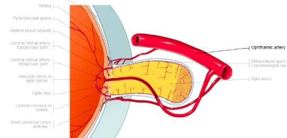 FUGAX, TVL (cularis TIA) A RETINA artériák ág- /törzs EMBÓLIÁJA