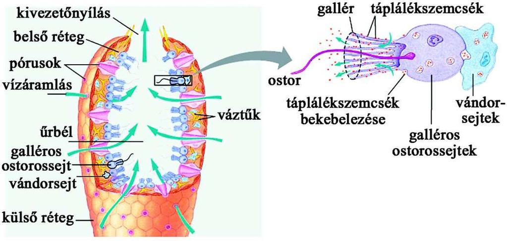 Az egyedek felépítése Az állatot kívülről a vékony testfal határolja, amely egy üreget, az ún. űrbelet veszi körül.