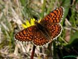 Melitaea cinxia modell állat Metapopuláció típusok: A fennmaradás feltétele a populációdinamikák aszinkronitása.