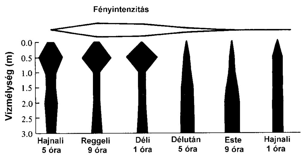 Nagytávolságú migráció vándormadarak,