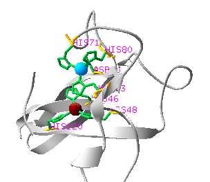 Irodalmi összefoglaló 15. ábra A réz(ii)- cink(ii) szuperoxid dizmutáz (Cu,Zn- SD) röntgenszerkezete ill.
