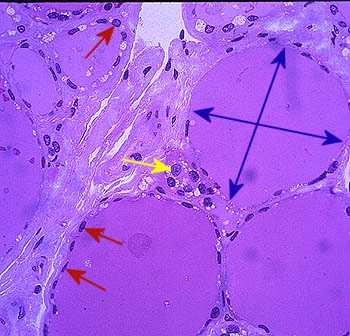 Parafolliculáris sejtek, vagy C sejtek: Kevés ilyen sejt, a follikulusok