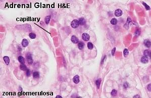 Zona glomerulosa: Kötőszöveti tok alatt, Sötéten festődő gömbölyded sejtek Kéregállomány 15% a Sejtcsoportok között retikuláris rostok, ezek képezik