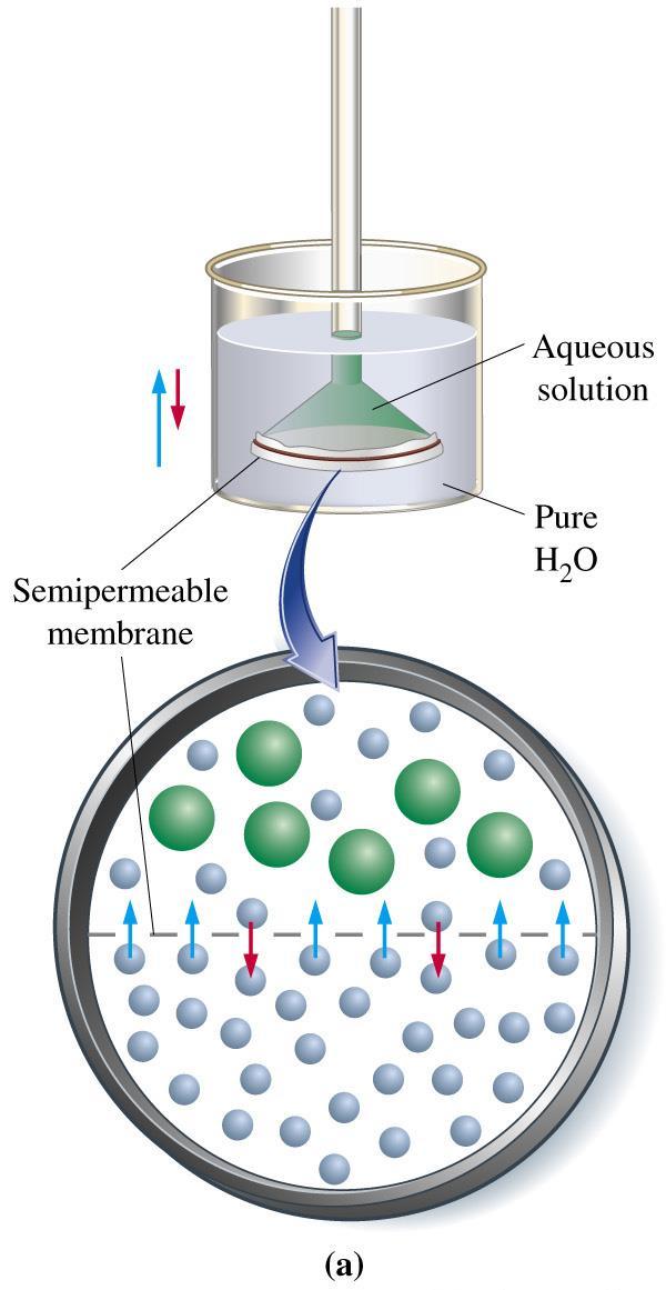 Ozmózis Féligáteresztő membránon át az oldószer molekulái a hígabb oldat felől a töményebb oldat felé áramlanak.
