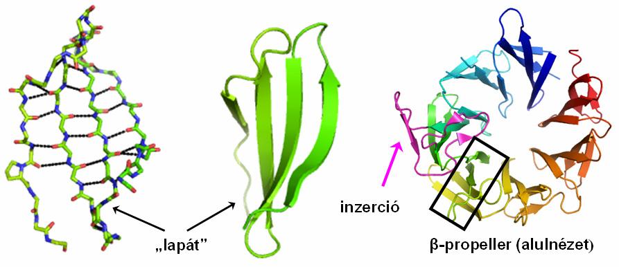 3. A PhAAP fehérje szerkezete 3.1. A monomer felépítése A PhAAP enzim 622 aminosavból áll, amelyek két domént alkotnak.